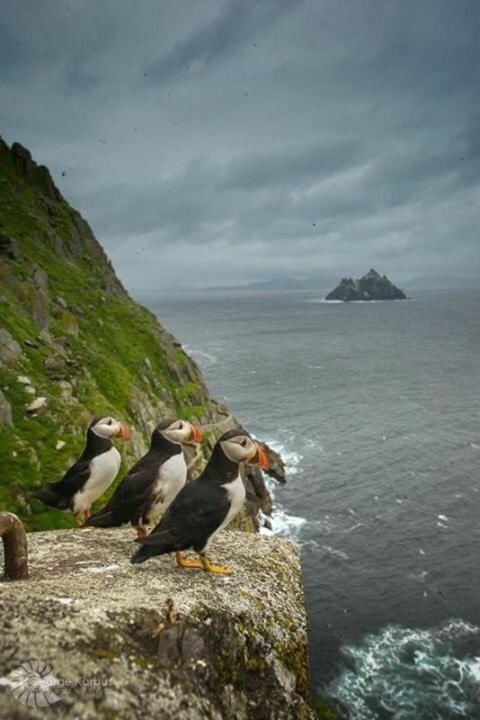 Проживание в семье Skellig Port Accomodation - Sea View Rooms Ensuite Портмаги-28